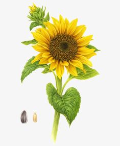 a drawing of a sunflower with leaves and seeds next to it's seed head