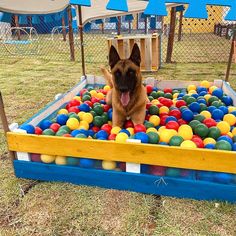 a dog is sitting in a ball pit