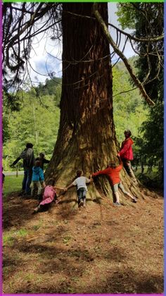 children climbing up the side of a large tree