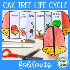 the oak tree life cycle foldout is shown with scissors, pencils and markers