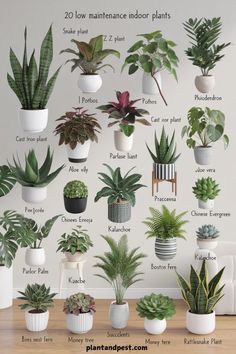 a bunch of potted plants that are on a table