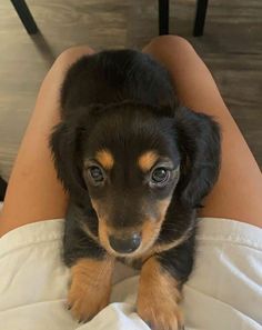 a small black and brown dog laying on top of a woman's lap with her legs crossed