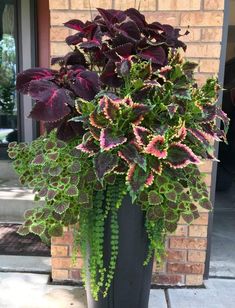 a plant with purple and green leaves in a black pot on the sidewalk next to a brick building