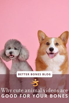 three dogs sitting next to each other with the caption, why cute animal videos are good for your bones