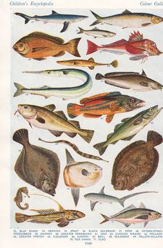 an illustration of different types of fish