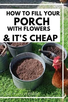 chickens and potted plants with the words how to fill your porch with flowers & it's cheap