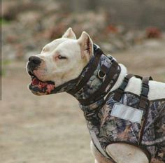 a white dog wearing a camo vest on top of a dirt field with trees in the background