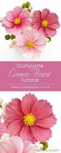 pink and white flowers with text overlay that says, cumpaste cosmos flower