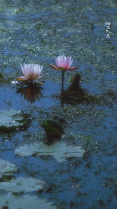 two pink water lilies floating on top of a pond