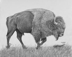 a drawing of a bison standing in the grass