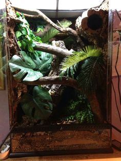 an aquarium filled with plants and rocks