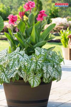 a potted plant with pink flowers and green leaves