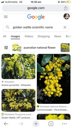 an image of yellow flowers on the web page for google's search engine, which is