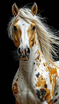 a brown and white horse with long hair on it's head, standing in front of a black background