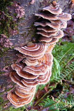 a group of mushrooms growing on the side of a tree