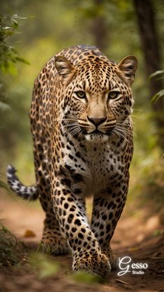 a large leopard walking down a dirt road