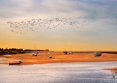 birds flying over boats on the beach at sunset