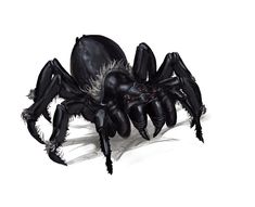 a large black spider sitting on top of a white floor