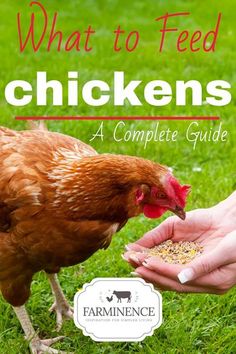 a person feeding a chicken with the title what to feed chickens, a complete guide