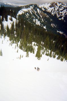 two people skiing down a snow covered slope with evergreen trees in the backgroud