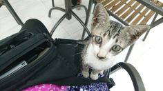 a cat sitting on top of a piece of luggage next to a table and chair