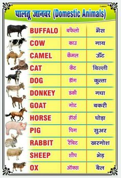 an animal chart with different animals and their names in the english speaking words on it