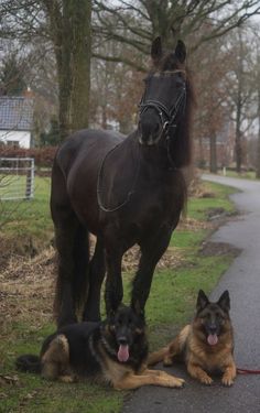 two dogs and a horse are on the side of the road with trees in the background