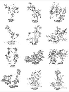 the different types of flowers and plants that are labeled in this handwritten diagram, which includes