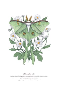 a green and white moth sitting on top of flowers