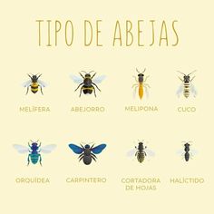 the different types of bees in spanish