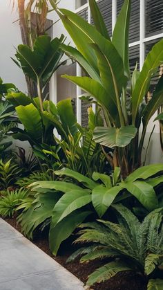 some very pretty green plants in front of a building