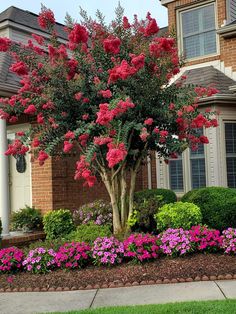 a tree with pink flowers in front of a house