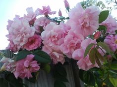 pink flowers growing on the side of a wooden fence