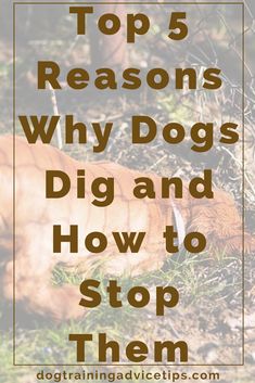 a dog laying in the grass with text overlay top 5 reasons why dogs dig and how to stop them