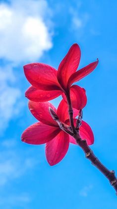 Photo Frame Wallpaper, Iphone Wallpaper Landscape, Beautiful Flowers Photography, Flowers Photography Wallpaper, Amazing Nature Photos, Beautiful Flowers Wallpapers, Beautiful Flowers Pictures