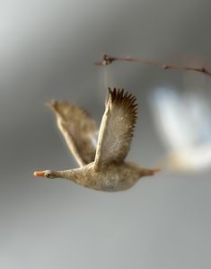 a bird flying through the air with its wings spread