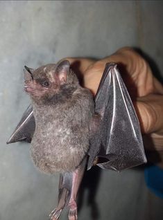 a close up of a small bat on a person's hand with it's wings spread