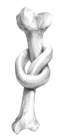 a pencil drawing of a large bone with a chain on it's end,