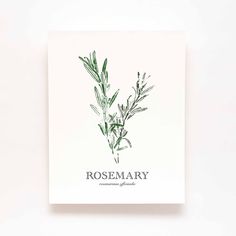 rosemary on white paper with the words rosemary