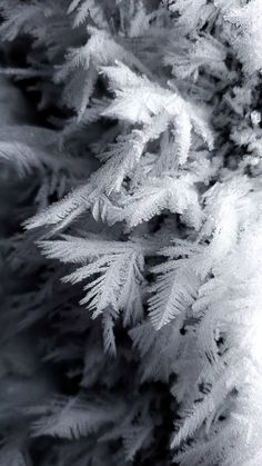 frosted branches in black and white photograph