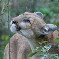 a close up of a mountain lion near some trees