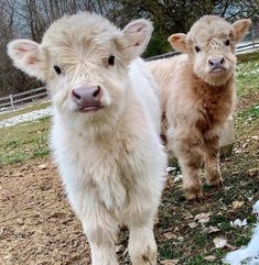 two baby sheep standing next to each other on a field covered in snow and grass