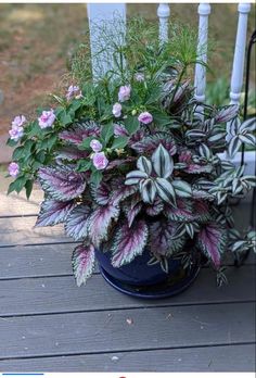 a potted plant sitting on top of a wooden deck