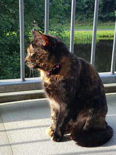 a cat sitting on the ground next to a metal fence looking at something in the distance