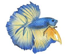 a drawing of a blue and yellow fish