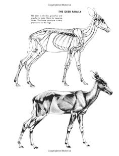 the deer family is depicted in this black and white drawing, which includes an antelope