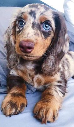 a small brown and black dog laying on top of a bed