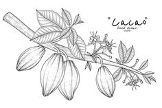 the branch of an almond tree with flowers and leaves, hand drawn illustration on white background