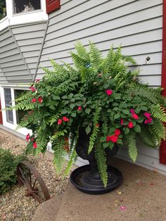 a potted plant with red flowers in front of a house