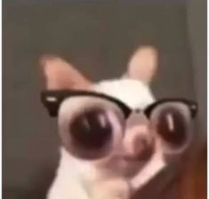 a small dog wearing glasses and looking at the camera